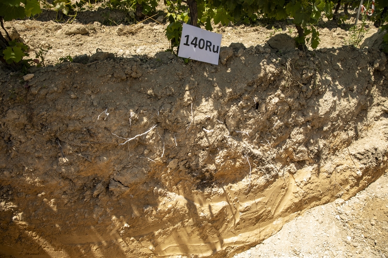 Scuola in campo del 28 giugno - Menfi